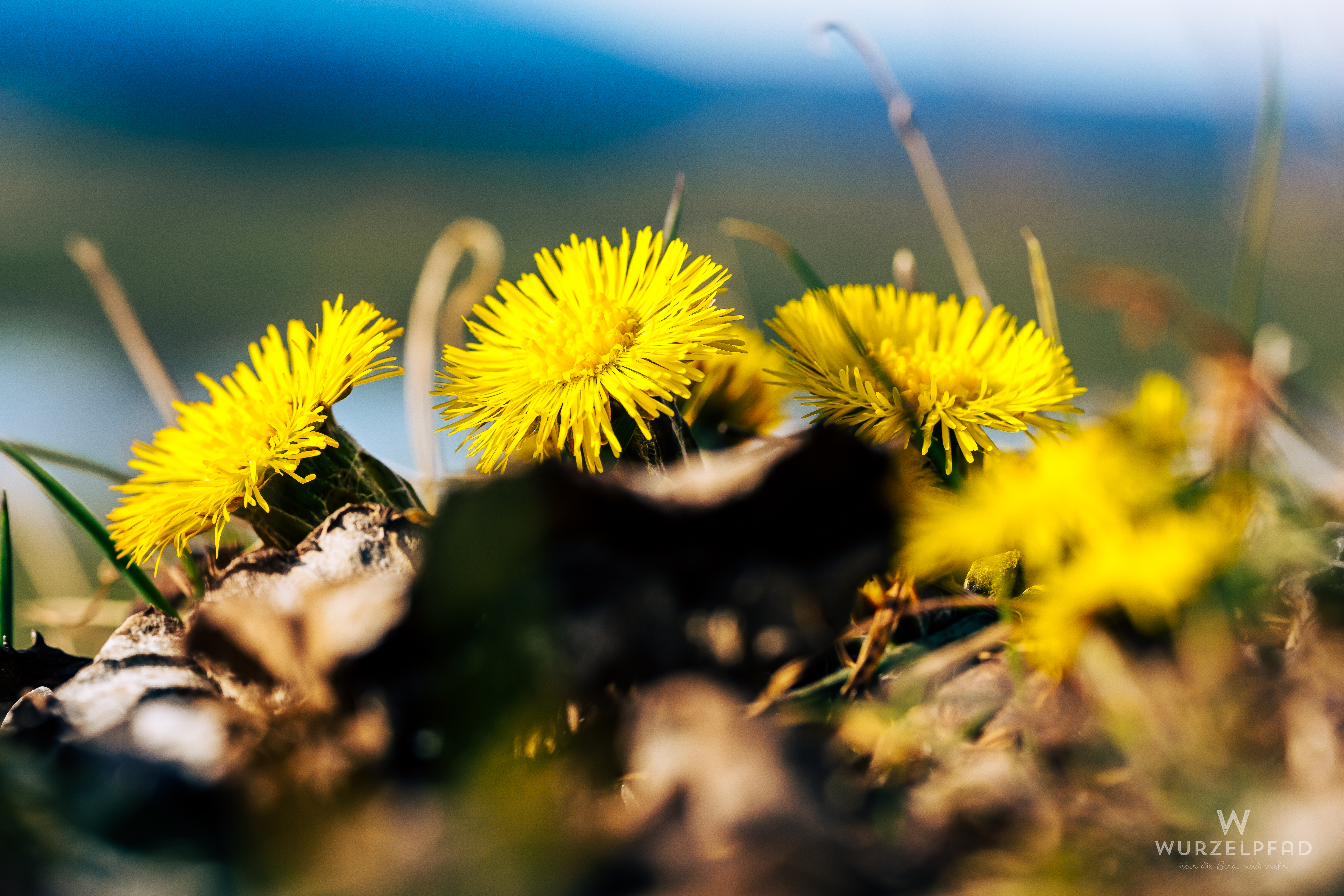 Die ersten Huflattiche
